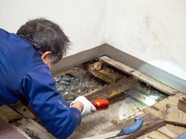 Best Professional Mold Removal  in Troy, MI