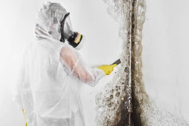 Best Mold Removal Specialists  in Troy, MI