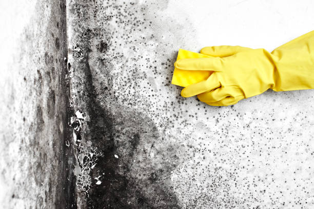 Best Crawl Space Mold Removal  in Troy, MI