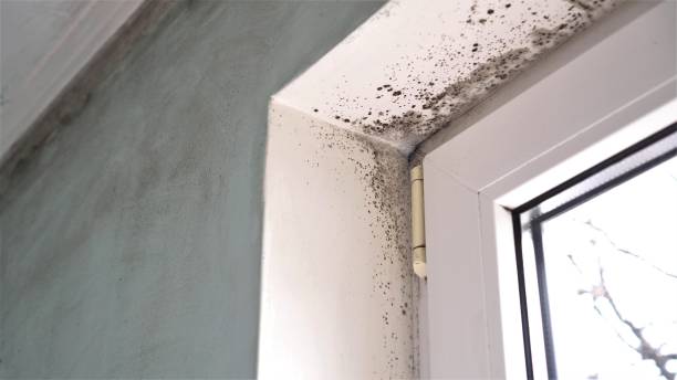 Troy, MI Mold Removal Company