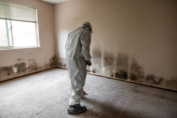 Best Attic Mold Removal  in Troy, MI