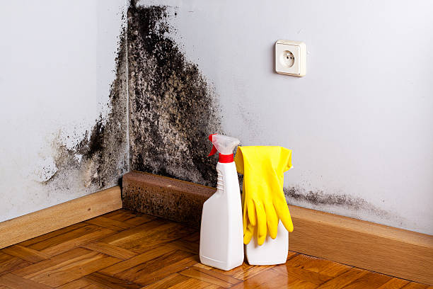 Best Crawl Space Mold Removal  in Troy, MI