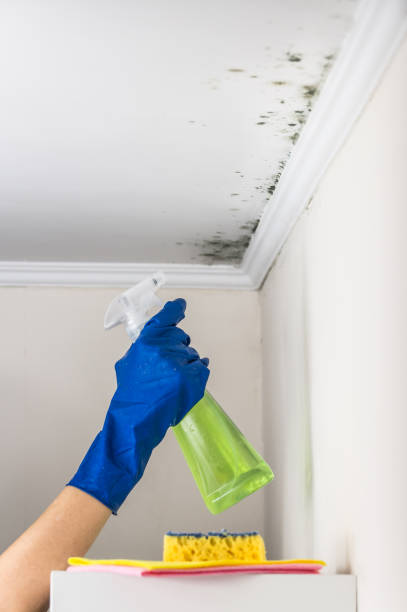 Best Best Mold Removal Companies  in Troy, MI