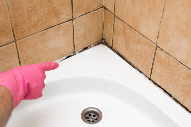 Best Affordable Mold Removal  in Troy, MI